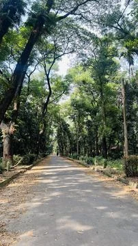 Serene Empty Road Lined with Tall Green Trees and Blue Sky Foto stock