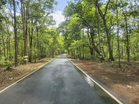 Serene Empty Road Through Lush Green Forest Stock Photos