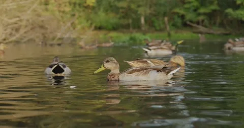 A Serene Encounter: Captivating Moments of Ducks Swimming Gracefully Across a 库存影片 344799731
