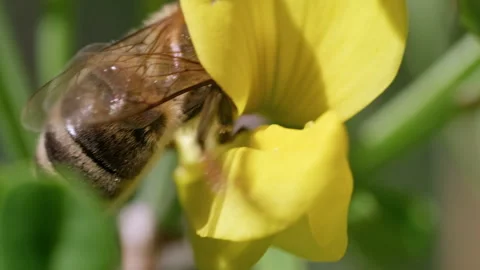 A Serene Encounter: The Mesmerizing Bee and Its Nectar-Seeking Adventure Stock Footage 257208704
