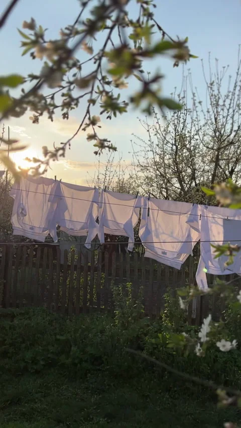 A Serene Evening Scene Laundry Gently Drying in a Blooming and Colorful Garden Stock Footage 306077903