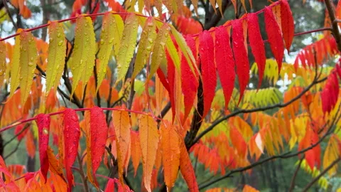 Serene Fall Morning Stock Footage 348003850