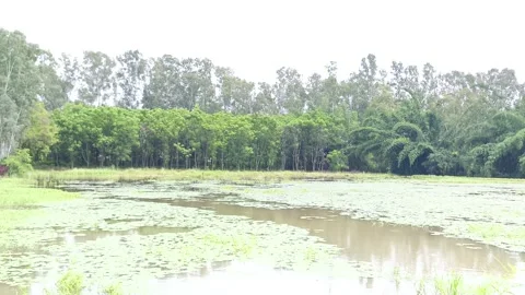 Serene Flooded Forest Edge Видео 343909497