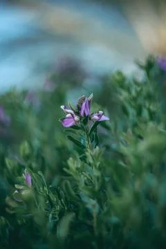 Serene Flora Stock Photos