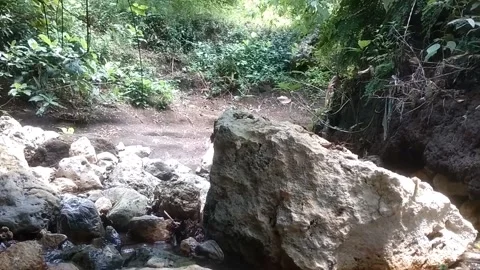 The Serene Flow of a Forest Stream Vidéo 332916572