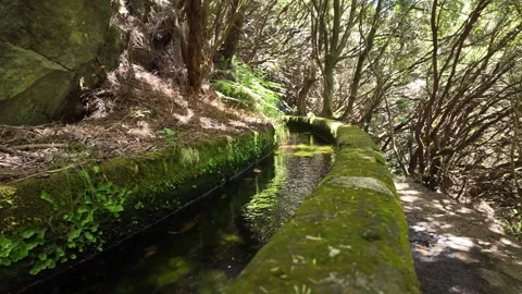 Serene Flow of Madeira Levada on 25 Fountains Hiking Trail Under Lush Forest 스톡 동영상 345019900