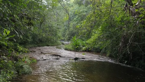 Serene Flow of a Stream Surrounded by Lush Greenery Video stock 336522498
