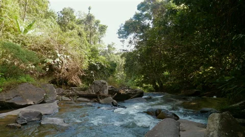 Serene, flowing river surrounded by lush green vegetation and rocks, Видео 280021190