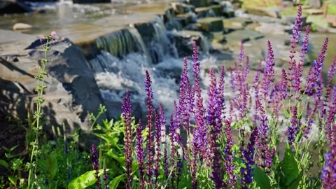 The Serene Flowing Stream is adorned with Vibrant Purple Flowers adding to its 스톡 동영상 311892783
