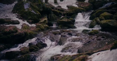 Serene Flowing Stream Through Lush Forest Landscape Stock Footage 323298784