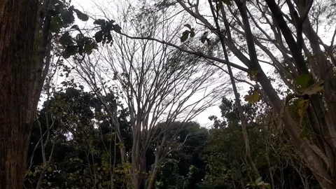 Serene Forest Canopy Stock Footage 338373680