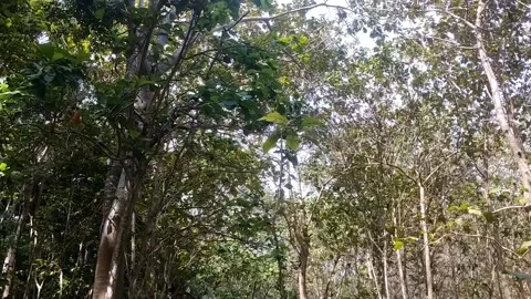 Serene Forest Canopy Video stock 338374369
