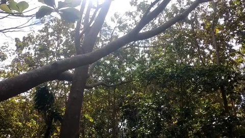 The Serene Forest Canopy Stock-Footage 338374750