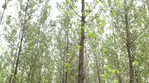 Serene Forest Canopy Light Stockbeeldmateriaal 343908219