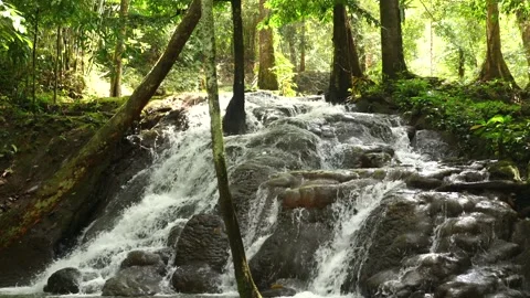 Serene forest cascade among lush greenery. Nature tranquility and eco tourism. Stock Footage 260894400