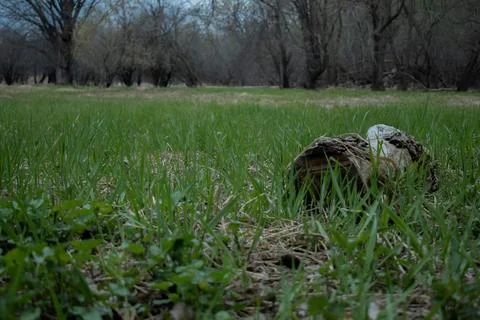 Serene Forest Clearing with a Fallen Log Surrounded by Early Spring Greenery. Fotos de archivo