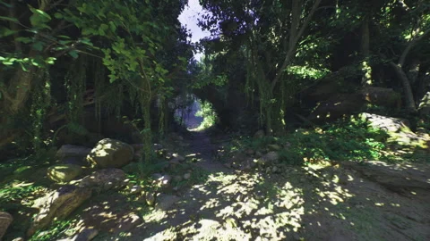Serene forest clearing with light. Tranquil grove covered with foliage and rocks Stock Footage 340339560