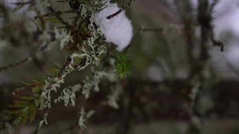 A Serene Forest CloseUp featuring Beautiful Snowy Moss in Exquisite Detail and Stock-Footage 314044940
