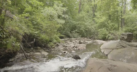 A Serene Forest Creek Video stock 154756680