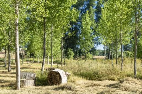 Serene Forest with Cut Tree Trunk and Wooden Bench Stock Photos