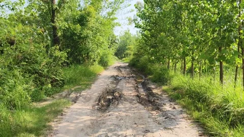 Serene Forest Dirt Pathway Stockbeeldmateriaal 340517520