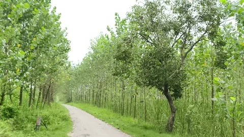 Serene Forest Dirt Pathway Видео 343907769