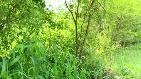 Serene Forest Dirt Pathway Видео 343909630