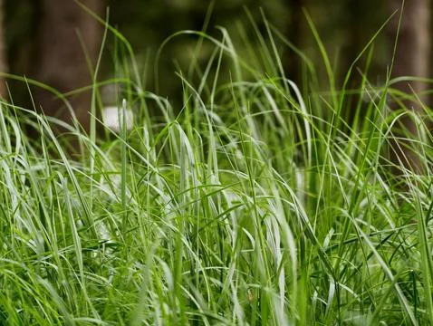 Serene forest environment showcasing vibrant green grass and shimmering mor.. Stock Photos