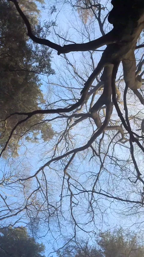 Serene Forest Journey. Exploring Tranquil Tree Canopy. Stock Footage 330565222