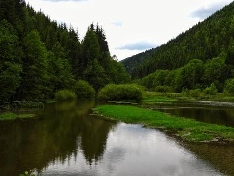 Serene Forest Lake Reflection Stock Photos