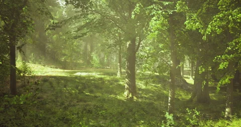 Serene forest landscape bathed in soft morning light during spring season Stock Footage 316784833