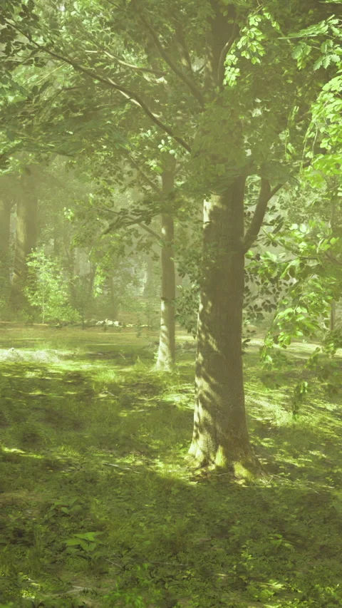 Serene forest landscape bathed in soft morning light during spring season Stock Footage 318525308