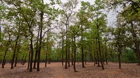 Serene Forest Landscape with Dry Fallen Leaves and Green Canopy Vídeo Stock 342147166