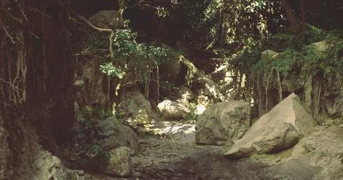 Serene forest landscape featuring large rocks and lush greenery in daylight Stock Illustration