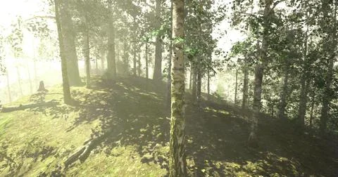Serene forest landscape with sunlight filtering through trees at dawn Illustrazione stock