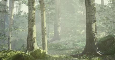 Serene forest landscape with sunlight filtering through trees Stock Illustration