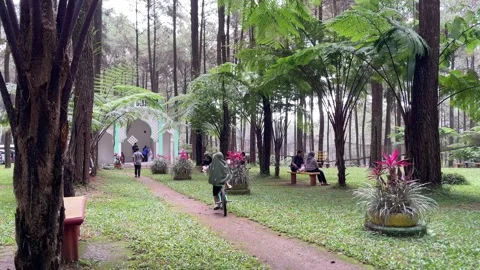 A serene forest park with tall pine trees. Stock-Footage 333809344