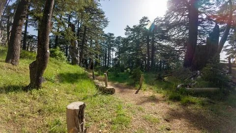 Serene Forest Path with Cedar Trees Stock Photos