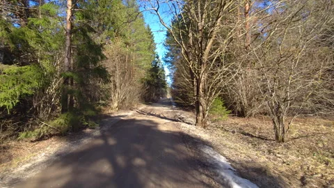 Serene forest path in early spring Stock Footage 269978948