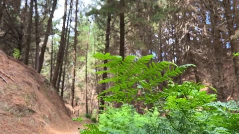A Serene Forest Path Enveloped by Lush, Vibrant Green Ferns and Tall Trees Stock Footage 282492648