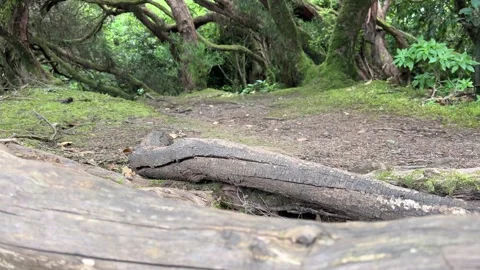 A Serene Forest Path Featuring Textured Logs Surrounded by Lush Greenery and Stock Footage 317074249