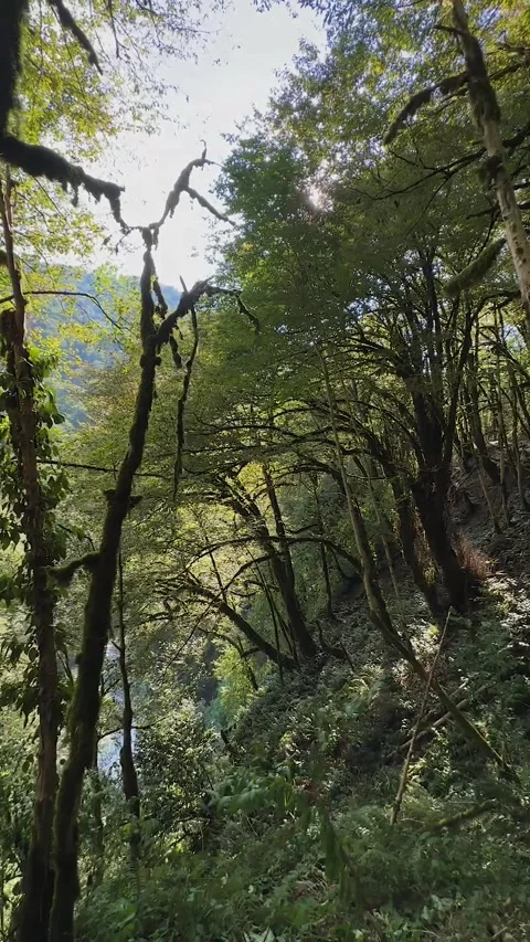 Serene Forest Path Stock Footage 269693430