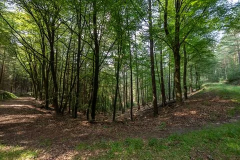 Serene Forest Path Fork - Lush Green Woods Landscape Foto stock