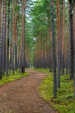 Serene Forest Path Lined with Tall Trees Stock Photos