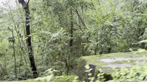 Serene Forest Path in Misty Weather Vídeo Stock 343875480