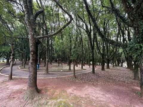 Serene Forest Path in the Park Stock Photos