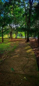 Serene Forest Path Foto stock