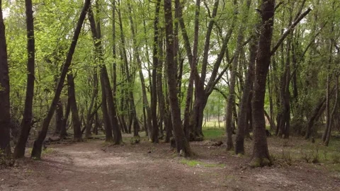 Serene Forest Path in Spring Stock Footage 282930148