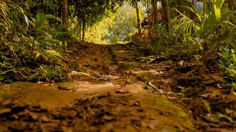 Serene Forest Path with Sunlight Stock Photos