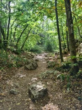 Serene Forest Path with Sunlit Greenery Stock-Fotos